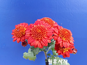 20181107_123858.jpg