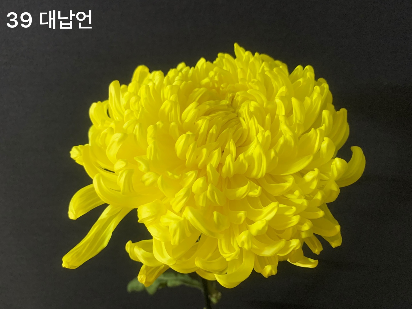 6d222c03b57bbac5777e5455226bcaa8_KakaoTalk_20210627_112322399_06.jpg