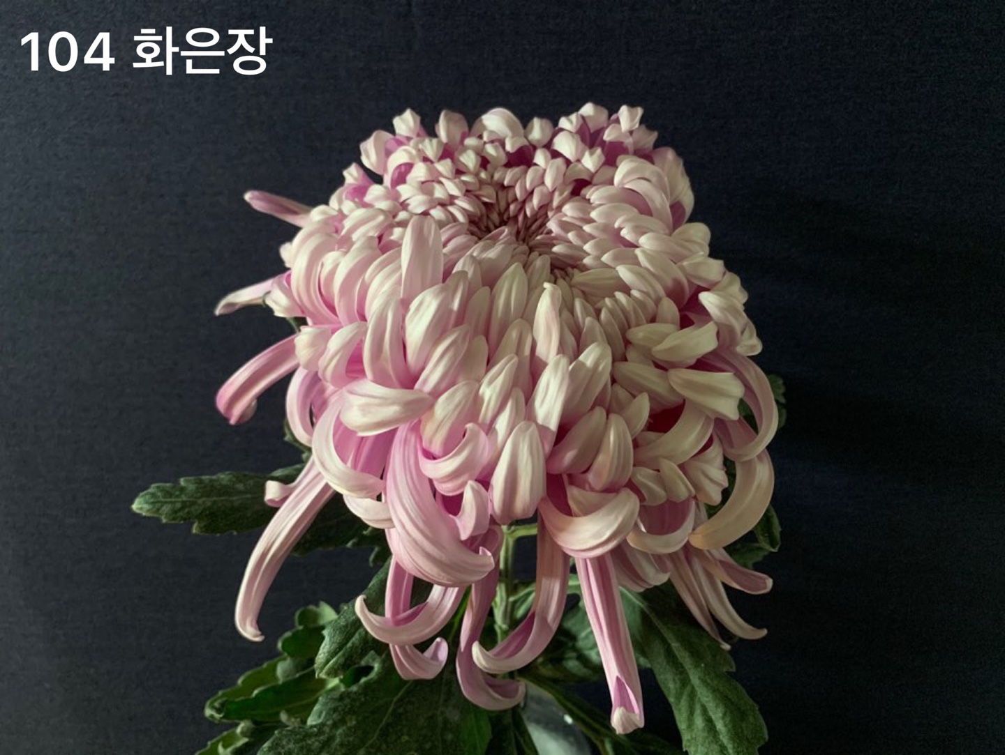 6d222c03b57bbac5777e5455226bcaa8_KakaoTalk_20210627_112322399_16.jpg
