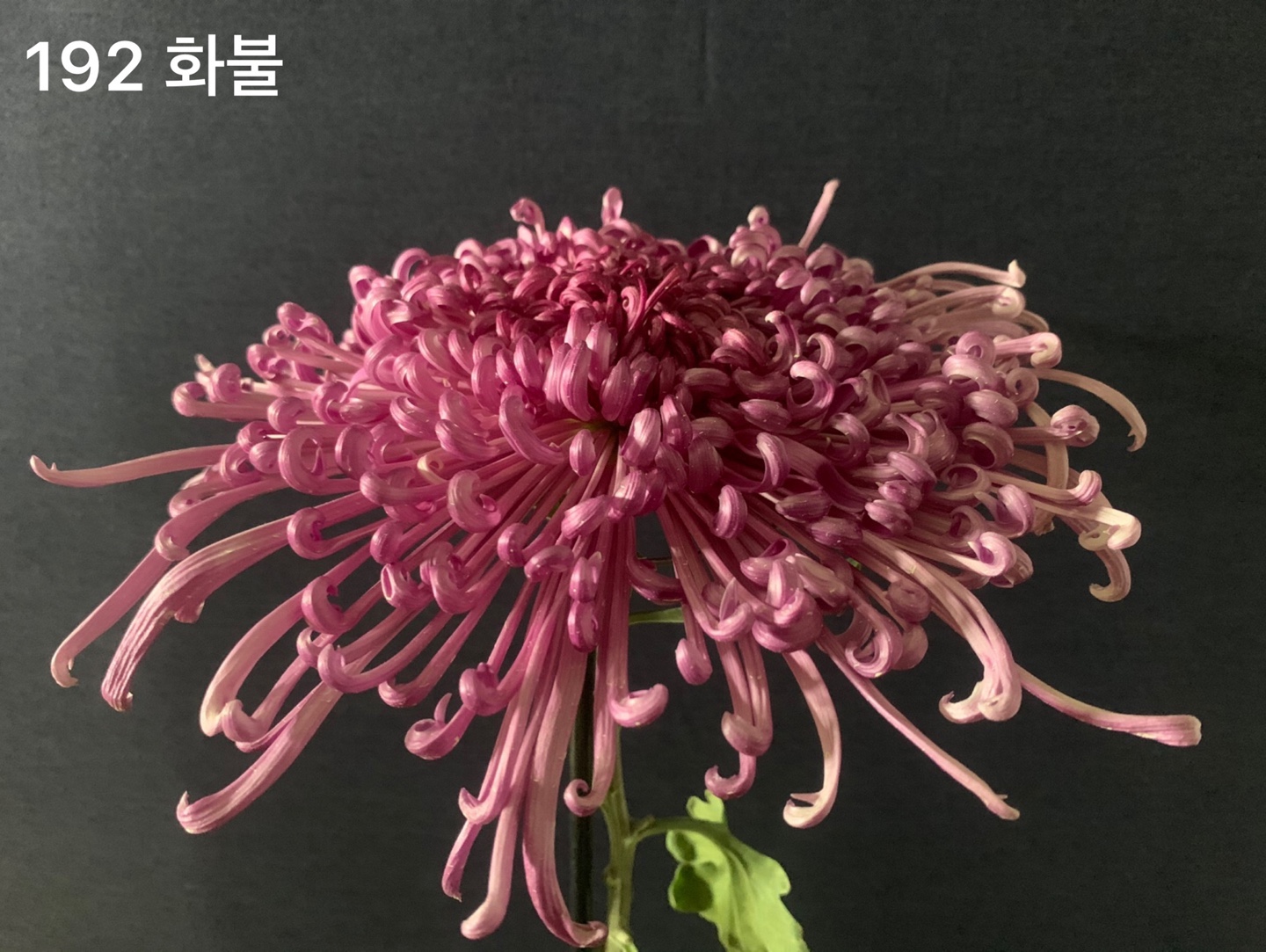 6d222c03b57bbac5777e5455226bcaa8_KakaoTalk_20210627_112352852_01.jpg