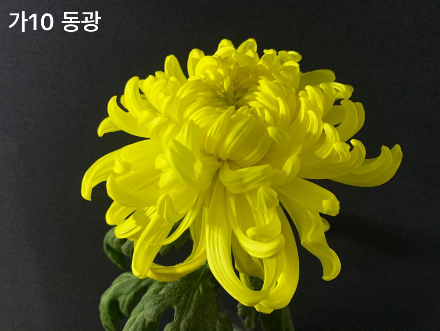 6d222c03b57bbac5777e5455226bcaa8_KakaoTalk_20210627_112352852_10.jpg