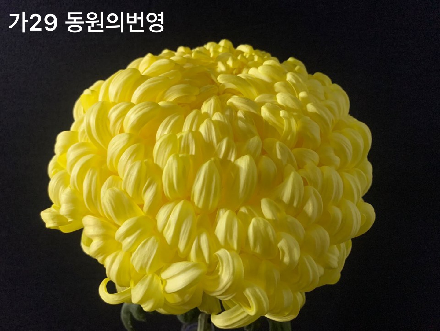 6d222c03b57bbac5777e5455226bcaa8_KakaoTalk_20210627_112352852_21.jpg