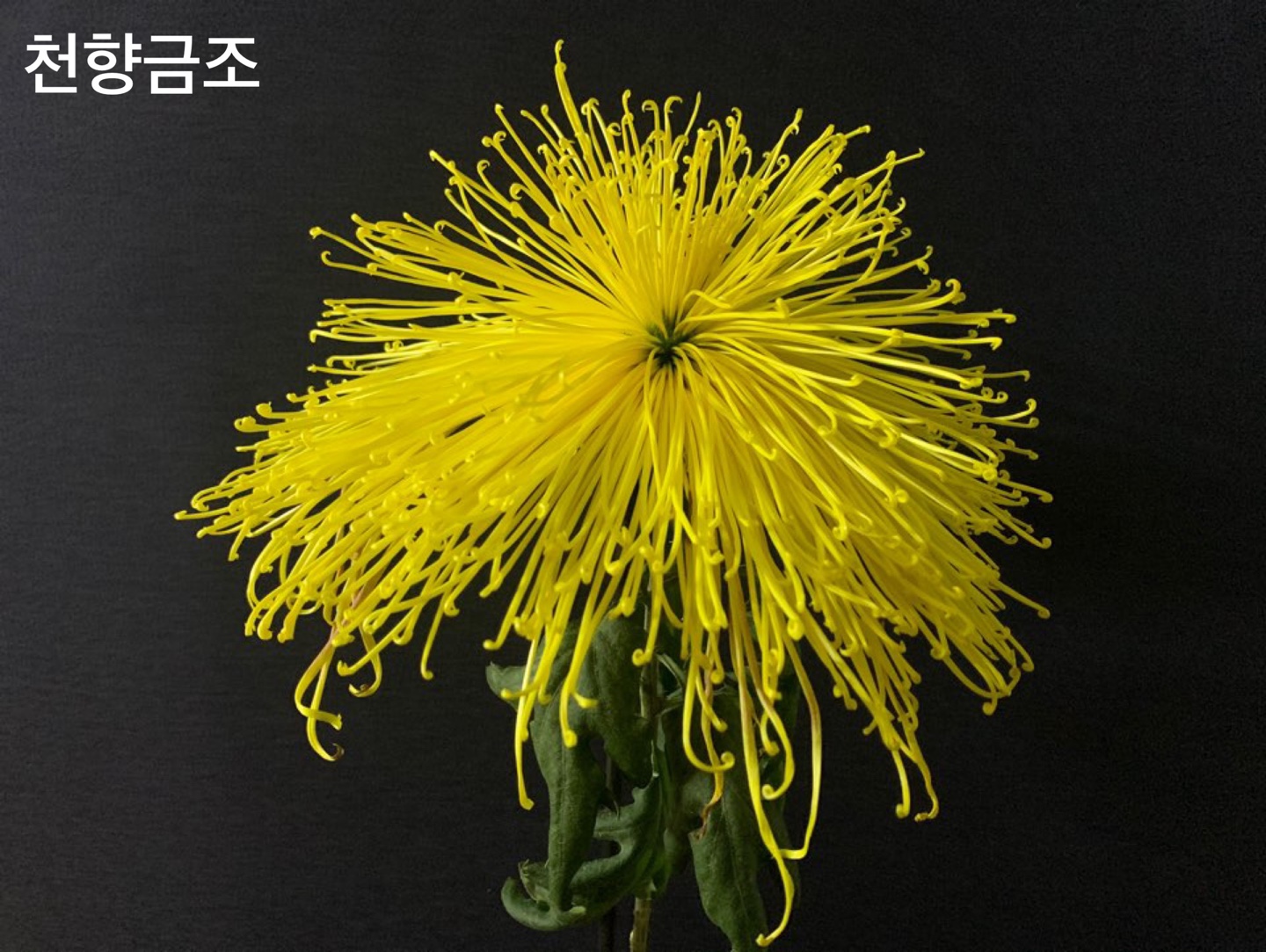 6d222c03b57bbac5777e5455226bcaa8_KakaoTalk_20210627_112417848_14.jpg