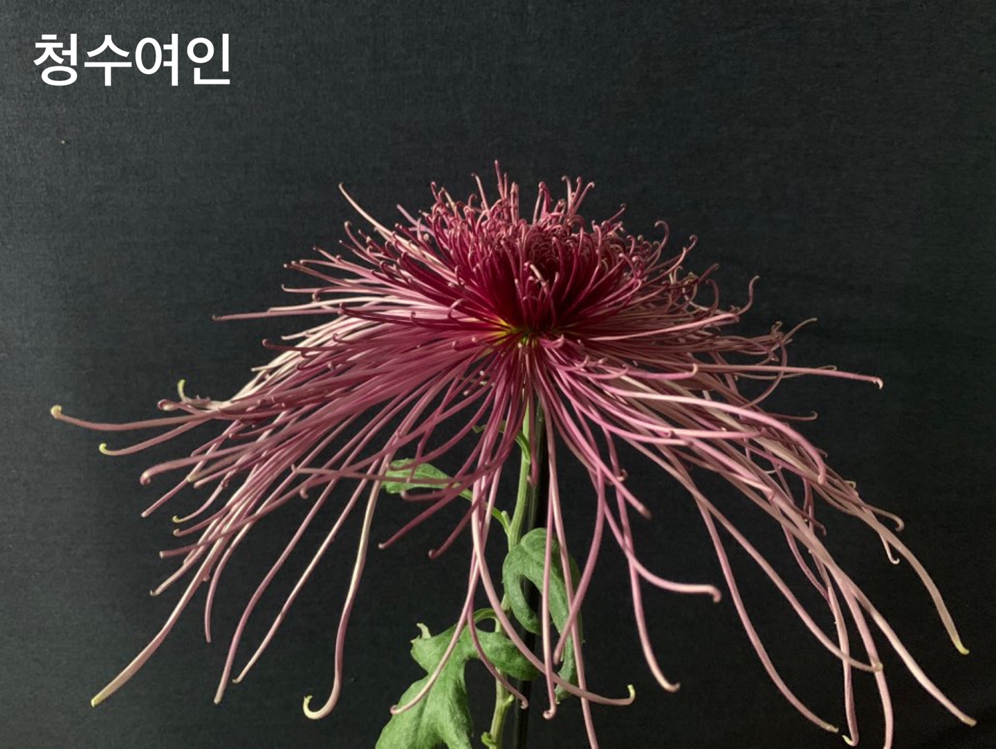 6d222c03b57bbac5777e5455226bcaa8_KakaoTalk_20210627_112753549_01.jpg