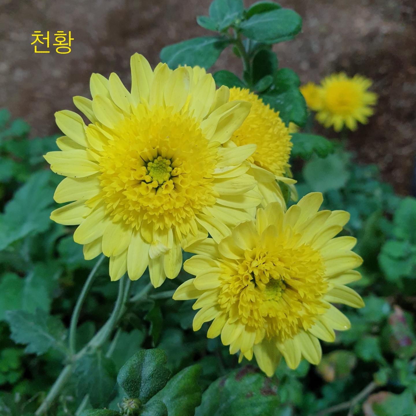 6d222c03b57bbac5777e5455226bcaa8_KakaoTalk_20220104_130425095.jpg