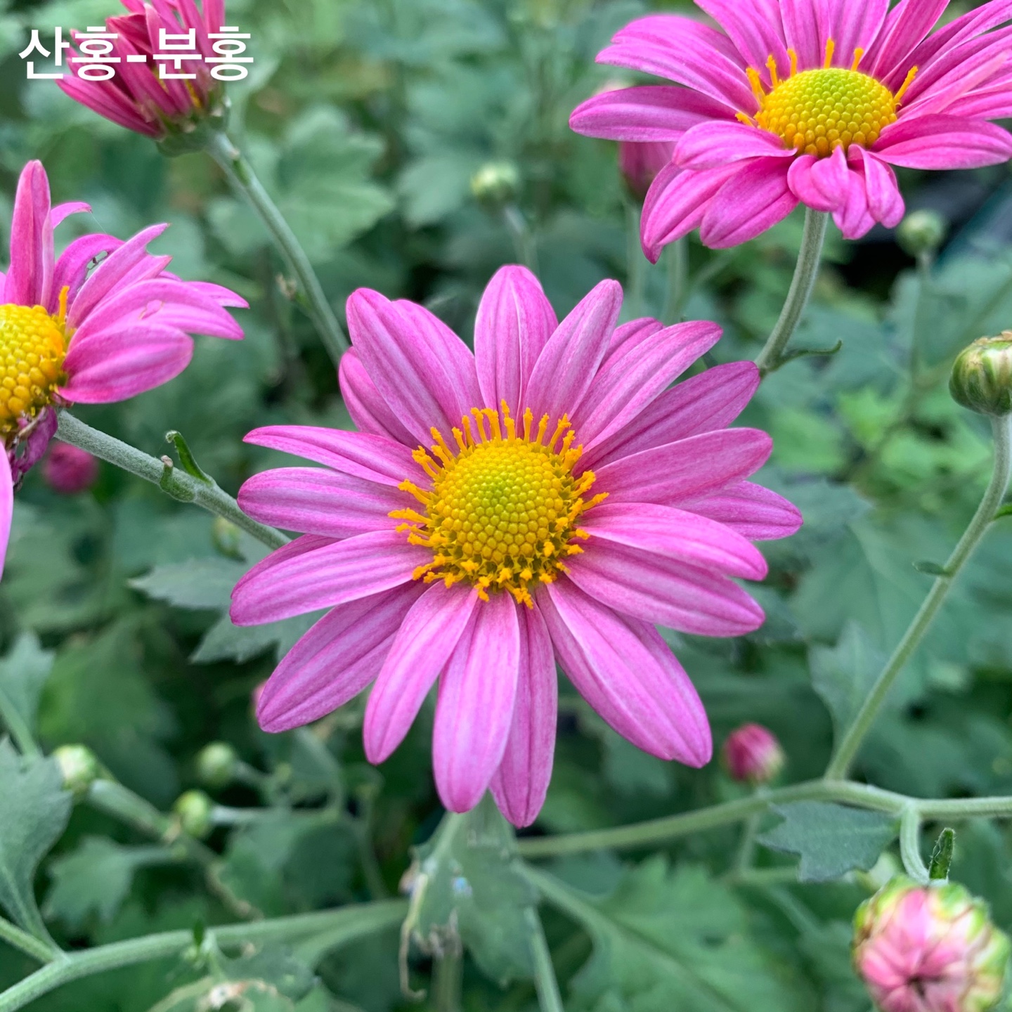 6d222c03b57bbac5777e5455226bcaa8_KakaoTalk_20220104_130631384.jpg