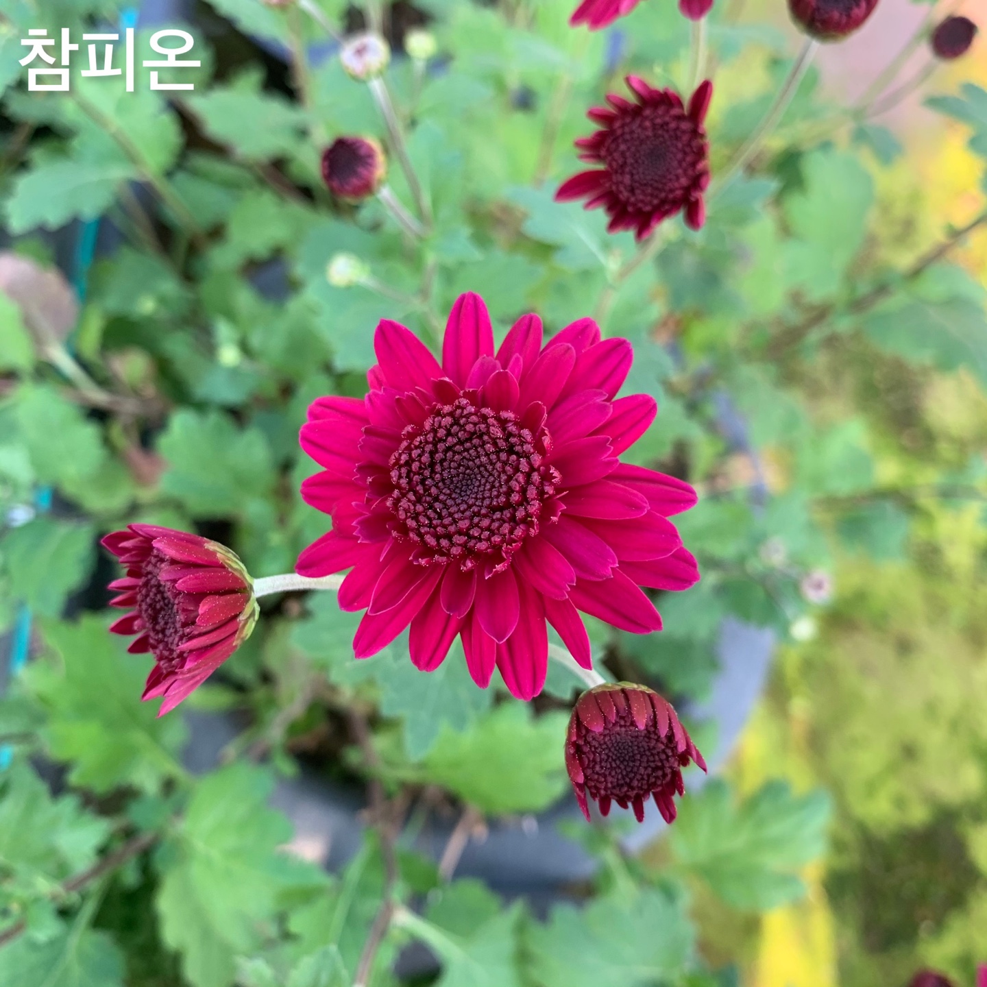 6d222c03b57bbac5777e5455226bcaa8_KakaoTalk_20220104_130631384_21.jpg
