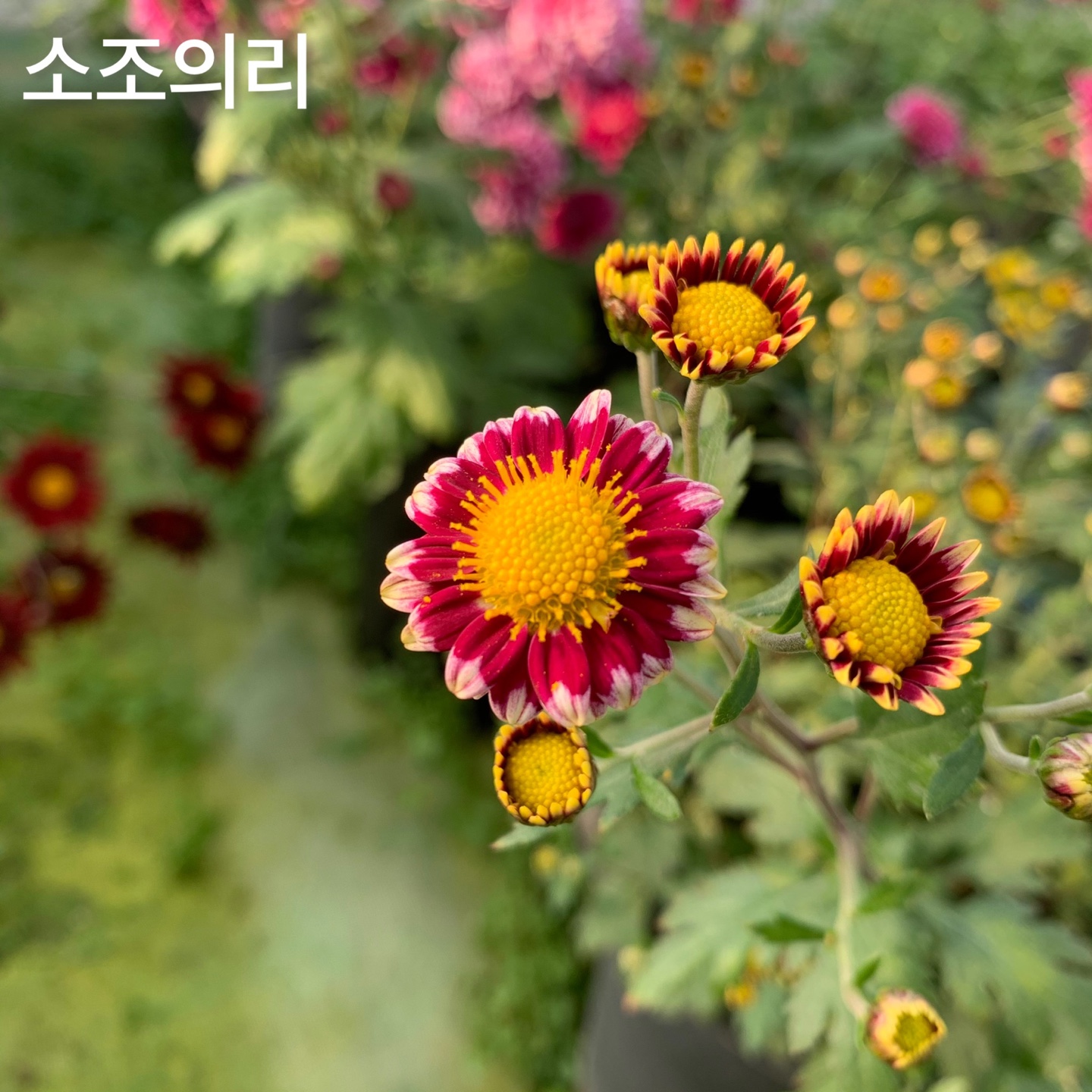 6d222c03b57bbac5777e5455226bcaa8_KakaoTalk_20220104_130712005_06.jpg