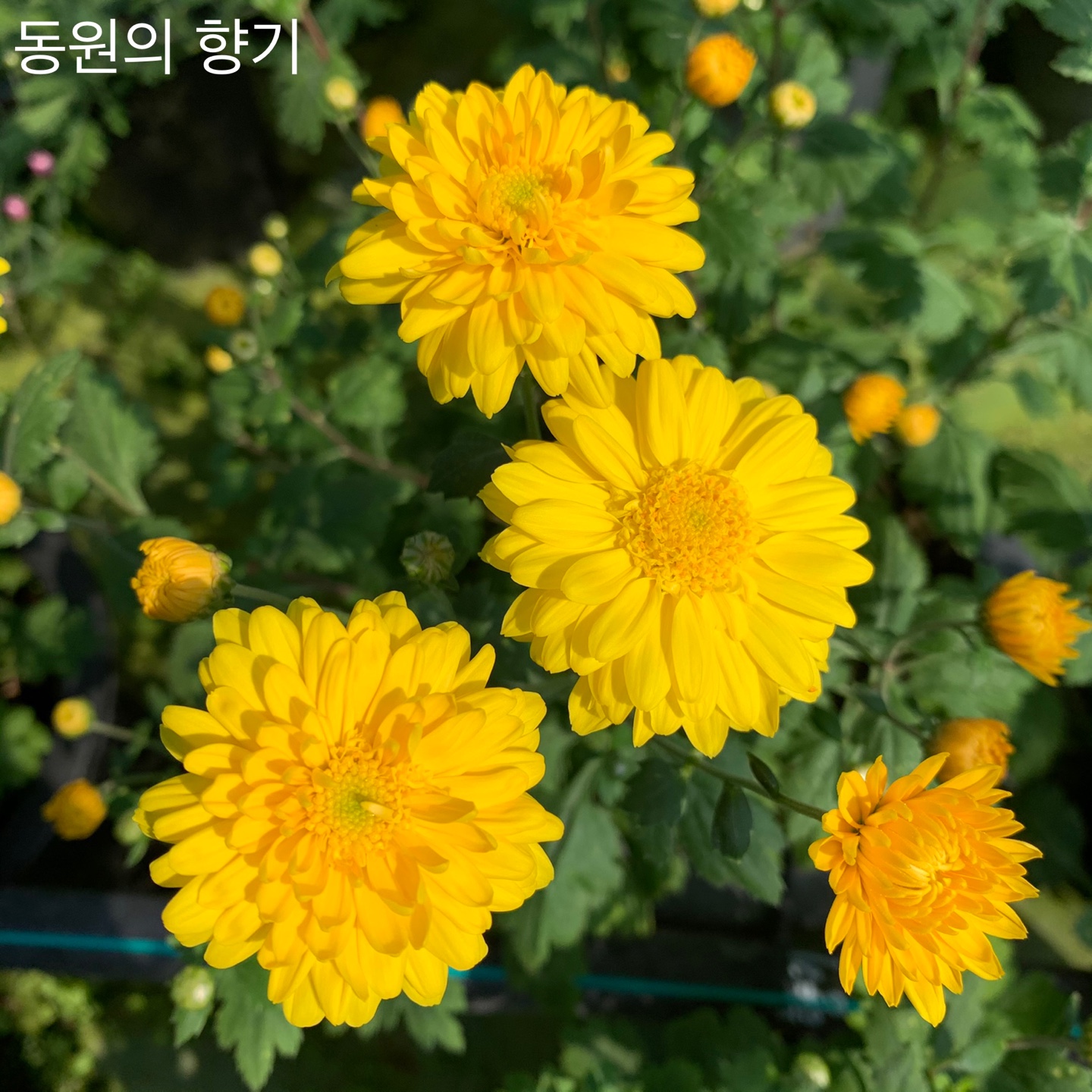 6d222c03b57bbac5777e5455226bcaa8_KakaoTalk_20220104_130712005_13.jpg