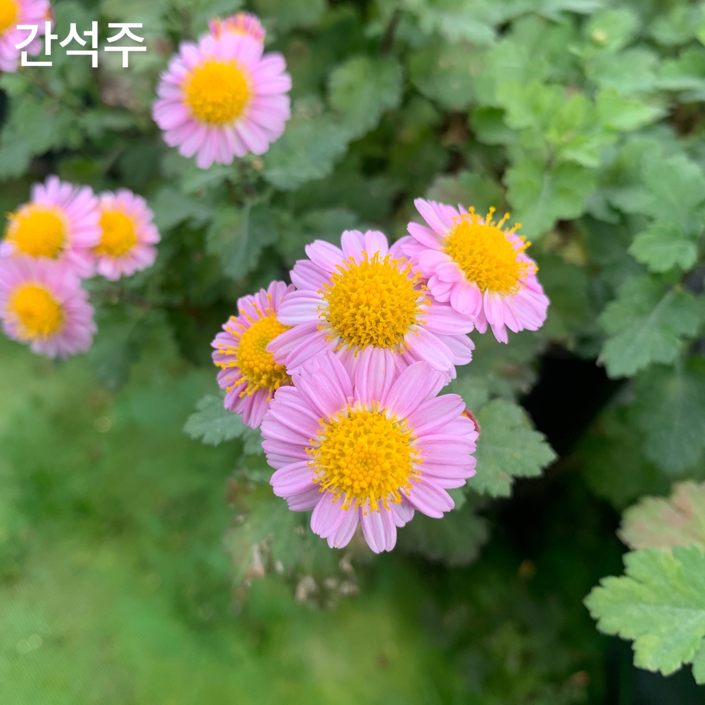 6d222c03b57bbac5777e5455226bcaa8_KakaoTalk_20220104_130754724_03.jpg