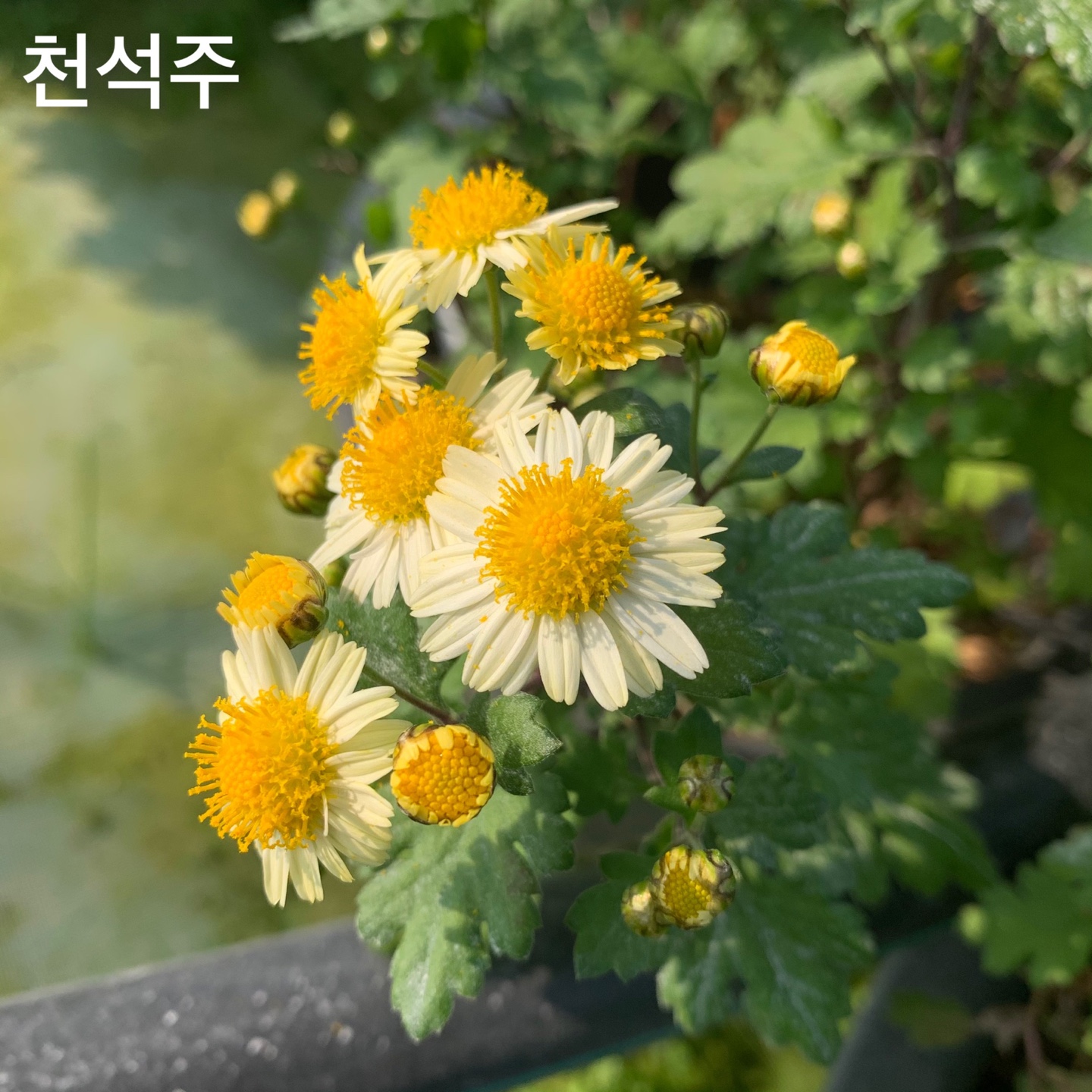 6d222c03b57bbac5777e5455226bcaa8_KakaoTalk_20220104_130754724_19.jpg