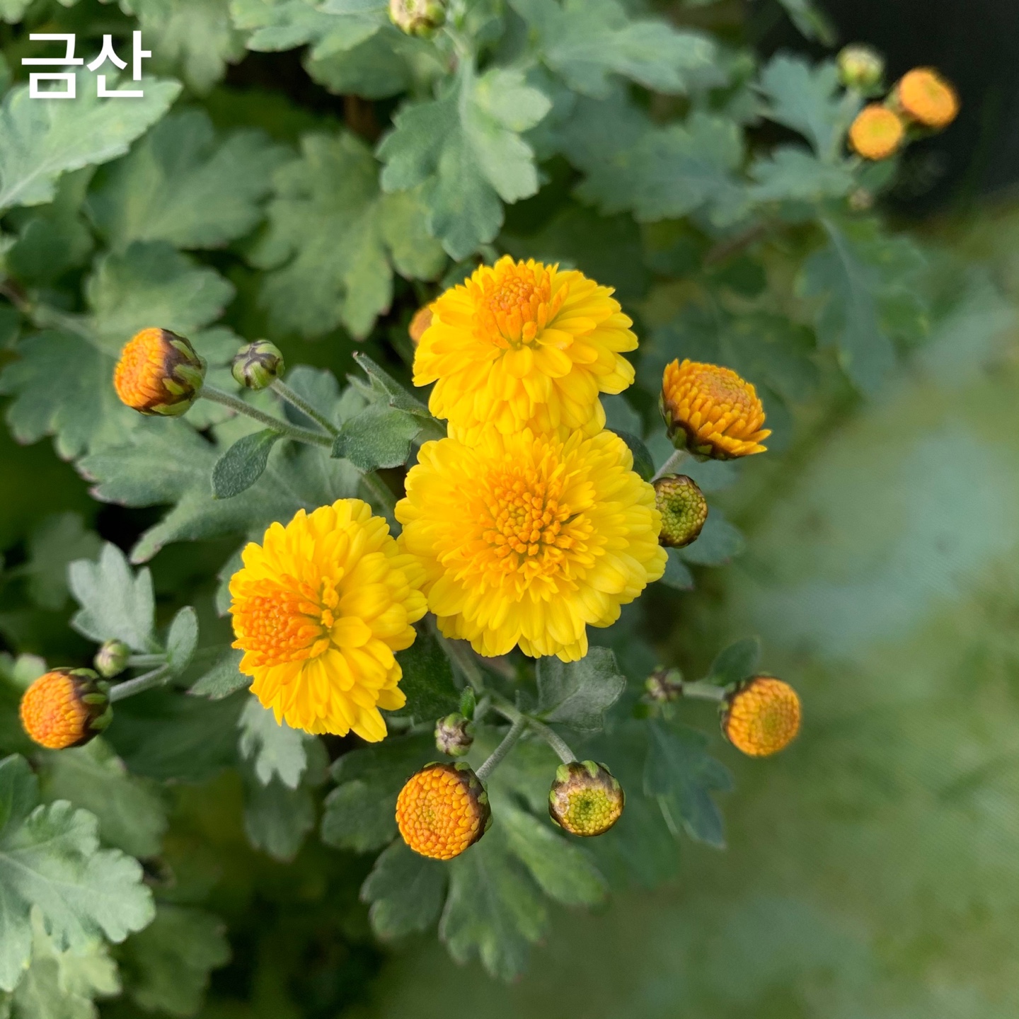 6d222c03b57bbac5777e5455226bcaa8_KakaoTalk_20220104_130819502_02.jpg