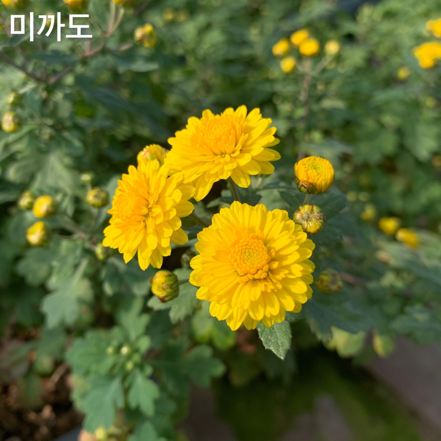 6d222c03b57bbac5777e5455226bcaa8_KakaoTalk_20220104_130819502_12.jpg