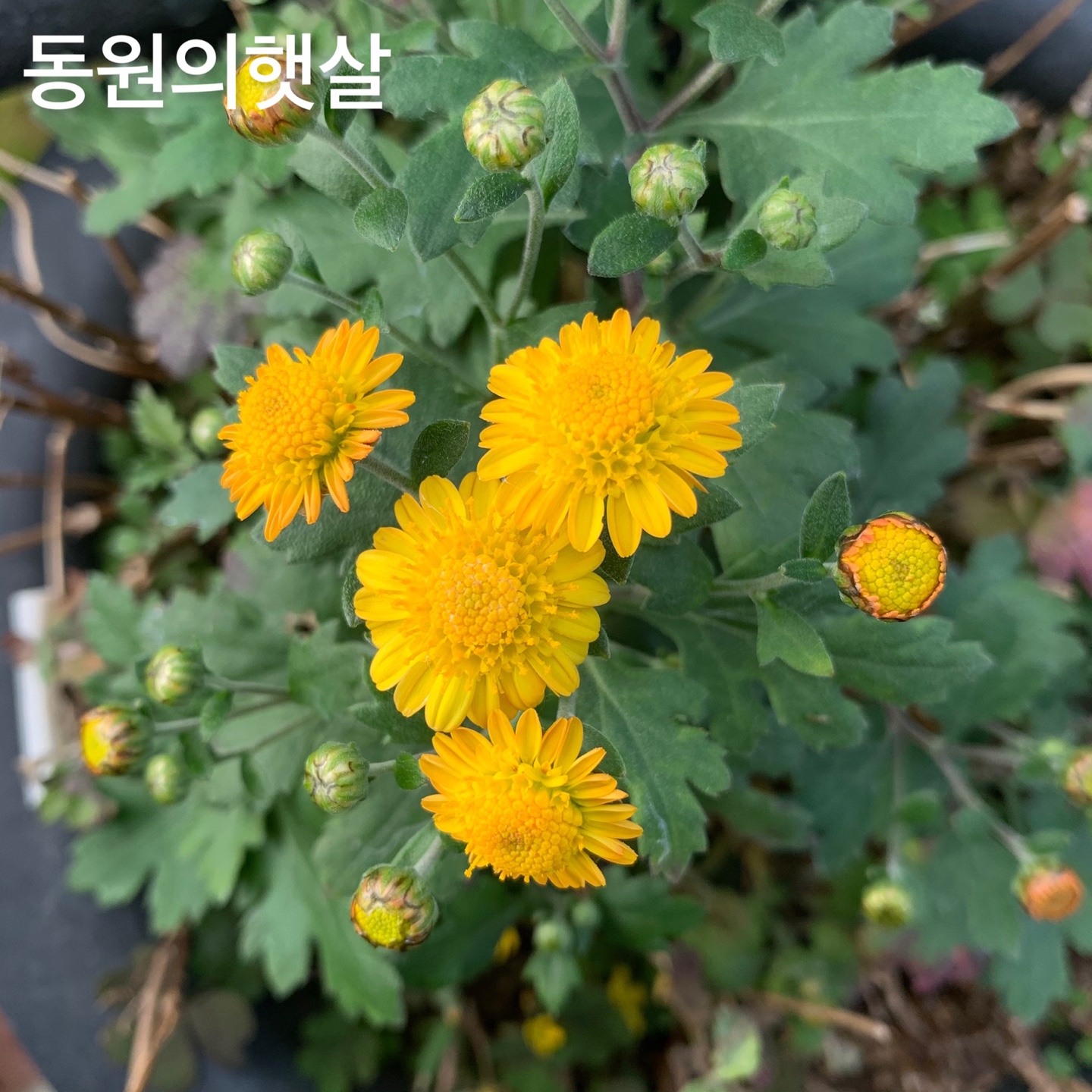 6d222c03b57bbac5777e5455226bcaa8_KakaoTalk_20220121_001232316.jpg