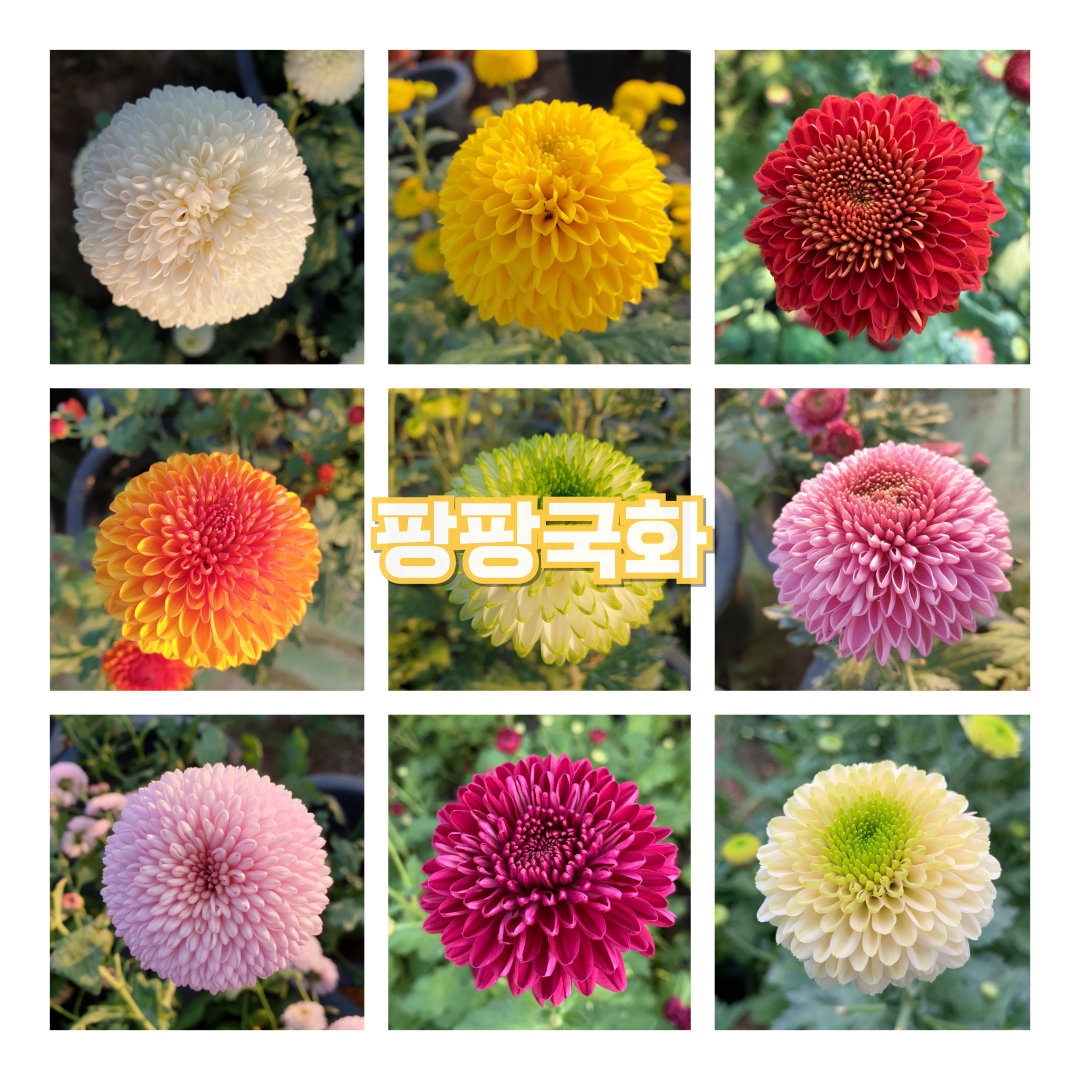 772fd4595f5ccc450fe02813a3cb1d6f_008.png